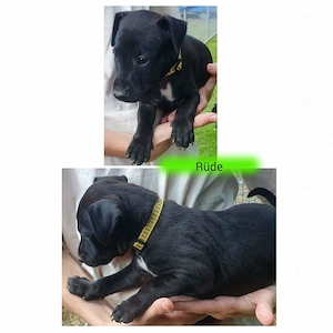 Patterull-Terrier