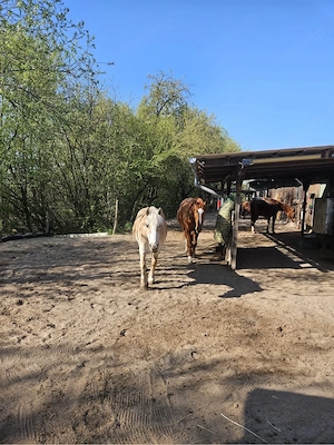 Offenstall mit Trail    Rentner und Senioren Pferde Bild 3