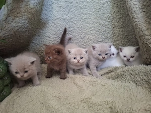 bkh Mix Katzen Babys kitten 