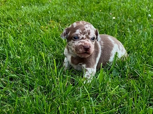 Chihuahua Russkiy Toy Welpen 