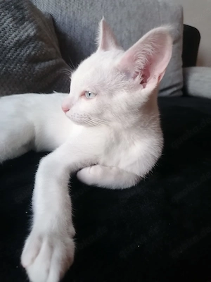 Kater Yoshi  Bild 3