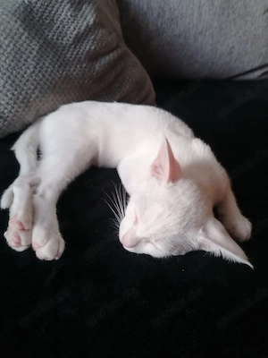 Kater Yoshi  Bild 4