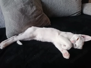 Kater Yoshi  Bild 5