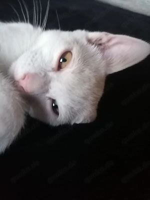 Kater Yoshi  Bild 2