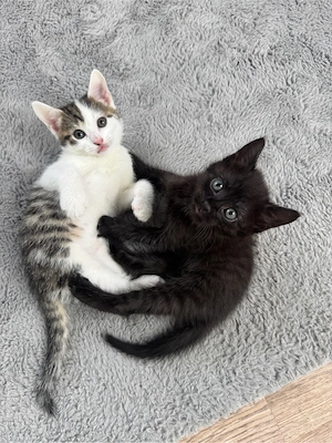 Katze Katzen Junge Katzen Baby