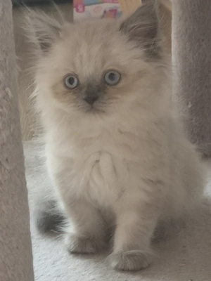 BKH Kitten alle mänliche