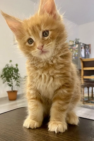 Wunderschöne reinrassige Maine-Coon-Kätzchen.