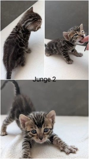 Wunderschöne Bengalkitten mit Stammbaum