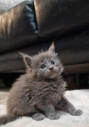 Maine Coon Kitten 