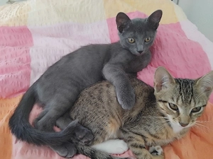 2 süße BKH Katzenkinder