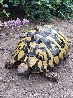 Testudo Hermanni Griechische Landschildkröte Mädchen von  1996 