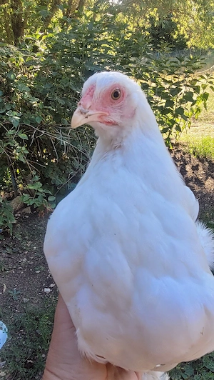 Brahma Hahn in weiß