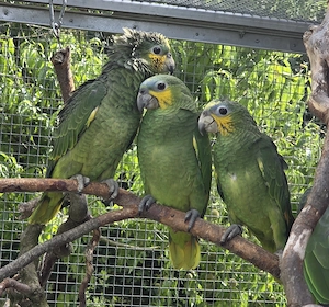Blaustirnamazonen zu verkaufen 