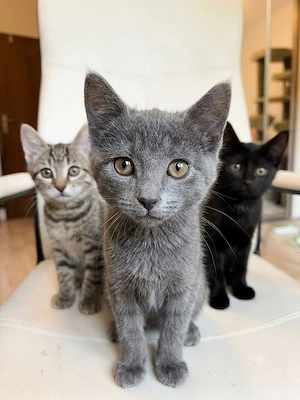 Drei kleine Katzenmädels   Kitten suchen ihr Zuhause 