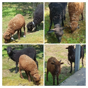 Quessant Schaf Bretonisches Zwegschaf