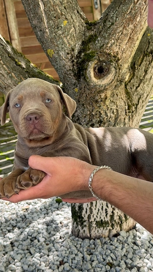 American Bully XL Welpen Lilac Tricolor mit Ahnentafel
