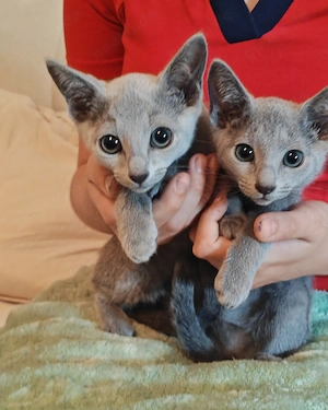 Russisch Blau Kitten mit Stammbaum 