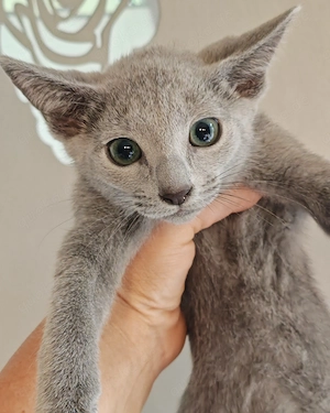 Russisch Blau Kitten mit Stammbaum 