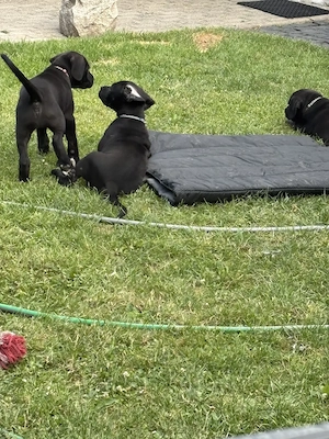 Wunderschöne Schwarze Doggen Welpen