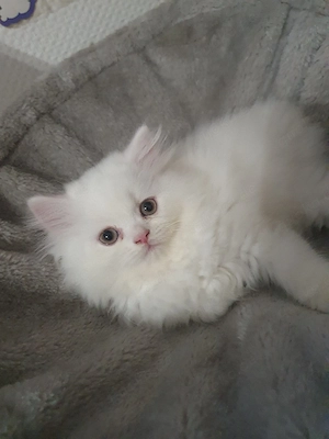 Katzen zu verkaufen