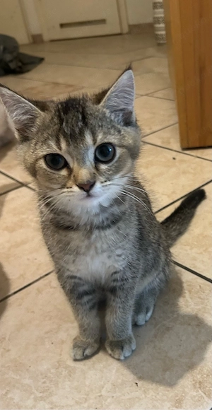 bkh kitten