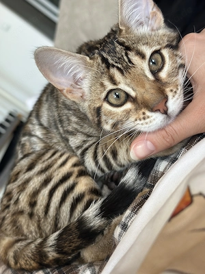 Bengal-Kätzchen sucht liebevolles Zuhause 