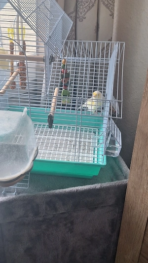 wellensitich gelb und kanarienvogel mit voliere und zubehör