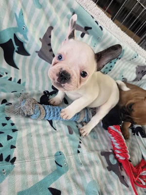 Französische bulldogge 