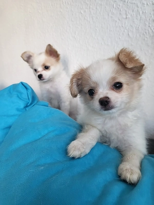 Papillon Chihuahua Welpen 