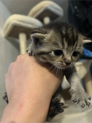 Britisch-Kurzhaar-Kitten. 