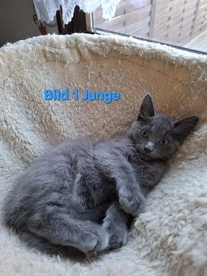 Norwegische Waldkatzen Kitten zu vermitteln 