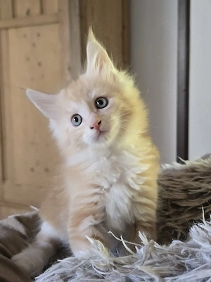 Maine Coon Kitten | Katzenbabys