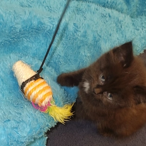 Eine zuckersüße BKH Maus  in Black-Schoko sucht ihr Traumzuhause! 