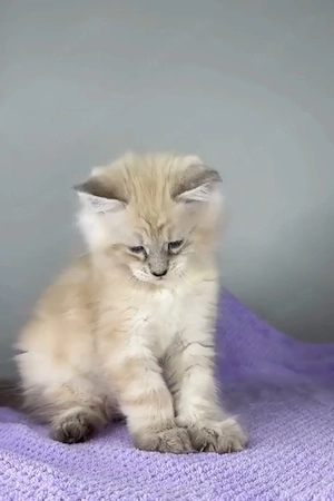 Ein außergewöhnlicher Maine-Coon-Gentleman sucht sein Zuhause für immer.