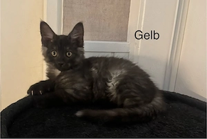 7 Maine Coon Kitten Mädels & 1 Black Smoke Kater (Blue Solid
