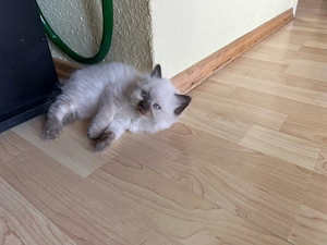 Ragdoll kitten Mädchen 