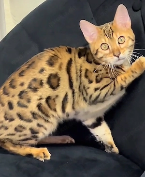 Bengalkatze - Bobtail