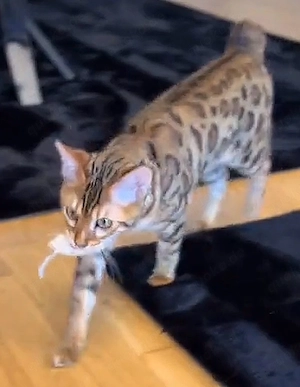  Reinrassige  Bengalkatze  Bobtail