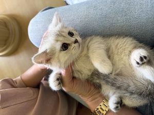 Wunderschöne BKH-Kitten