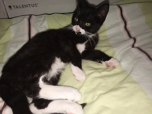 Baby-Katzen 