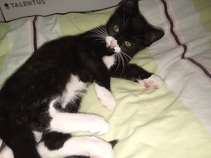 Baby-Katzen 