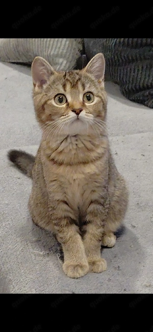 BKH Kitten Golden Tabby   sofort abgabebereit
