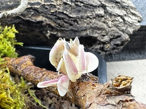 Hymenopus Coronatus Orchideenmantis ab L2 NZ