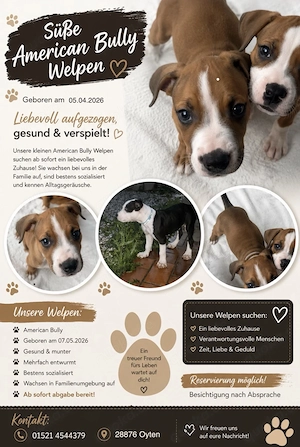 Wunderschöne Welpen suchen noch ein zu Hause