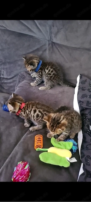 bengal mix kitten 