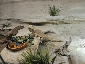 Bartagame mit Terrarium