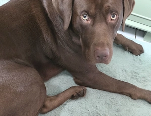 Toller Labrador, 2 Jahre unkastriert