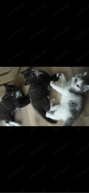Heilige Birma Mischling Babys