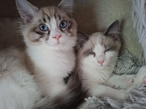 Ragdoll x Heilige Birma Kitten Katzen