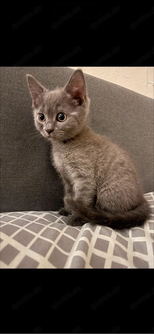 Baby katzen 